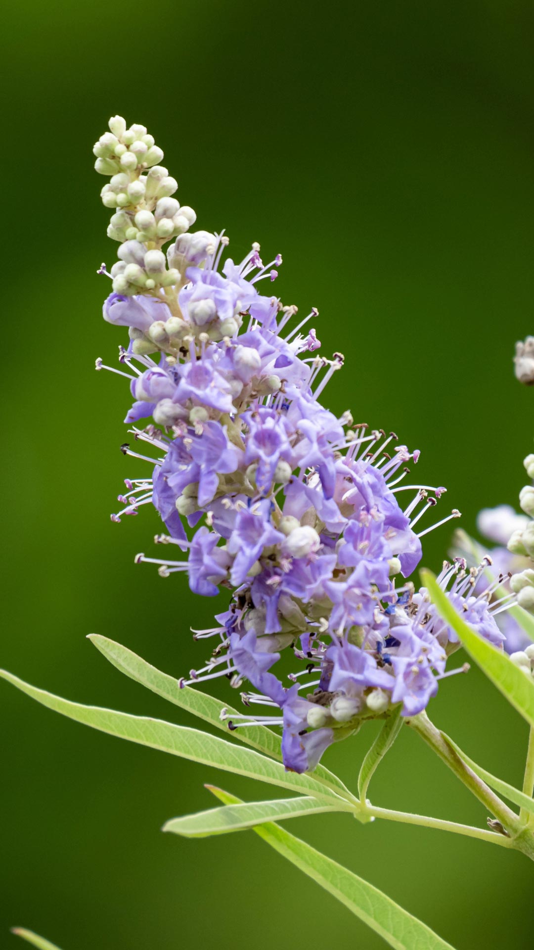 A purple Vitex agnus castus flower