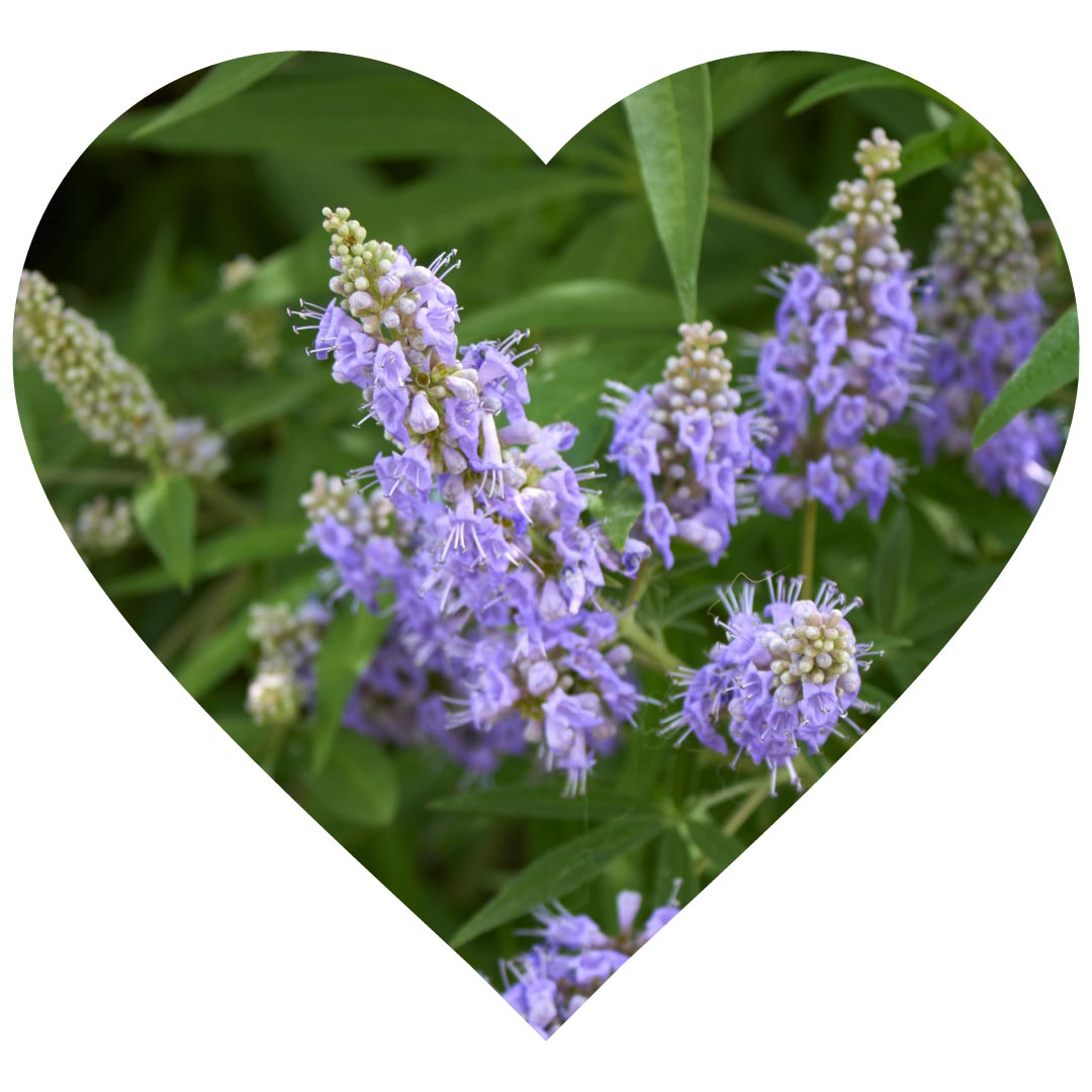 Purple Vitex agnus castus plant in the shape of a heart