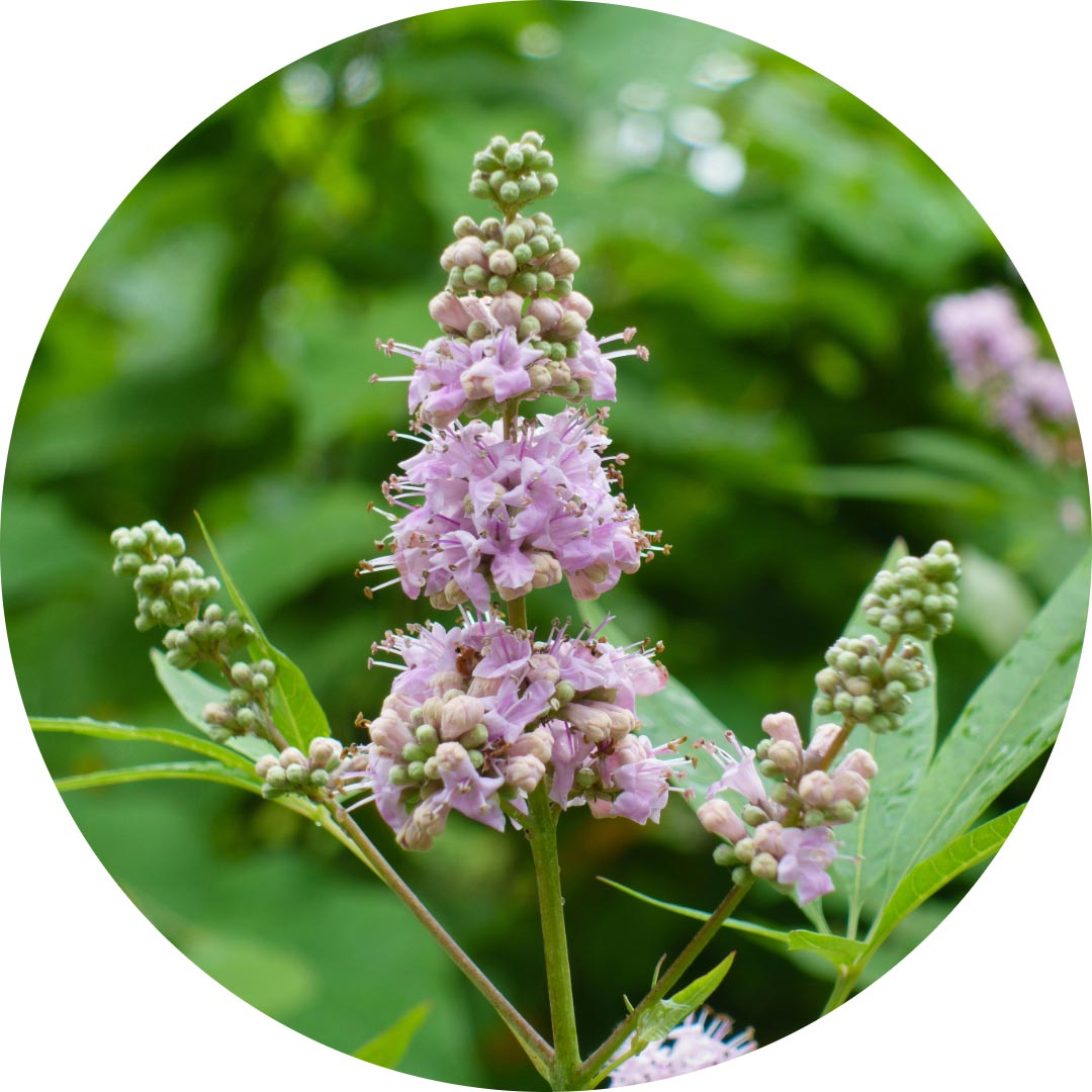 Chasteberry plant - Vitex agnus castus