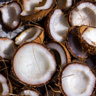Cocos nucifera