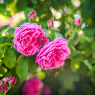 Essenciagua Damask Rose Organic Essential Oil, 2ml - Elliotti