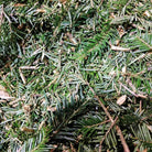 Close-up of dense green evergreen branches Abies alba with needle-like leaves and small brown twigs filling the frame.