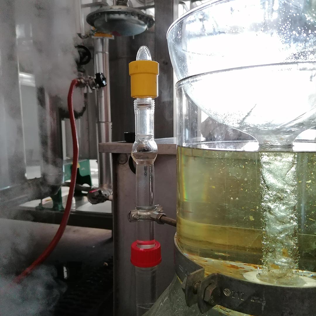 A close-up of a glass distillation apparatus with a large clear pot containing pale yellow liquid of Abies alba, a vertical glass column with a yellow top cap and red bottom cap, and industrial metal equipment in the background with visible steam.