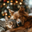 Furry Friends Festive Blend - Safe to diffuse around cats and dogs
