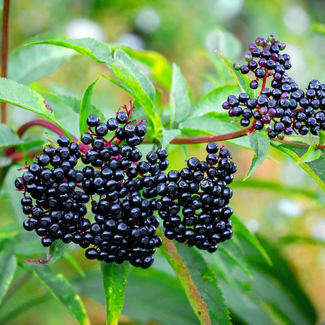 Bioptimal Elderberry Organic Infusion - Elliotti