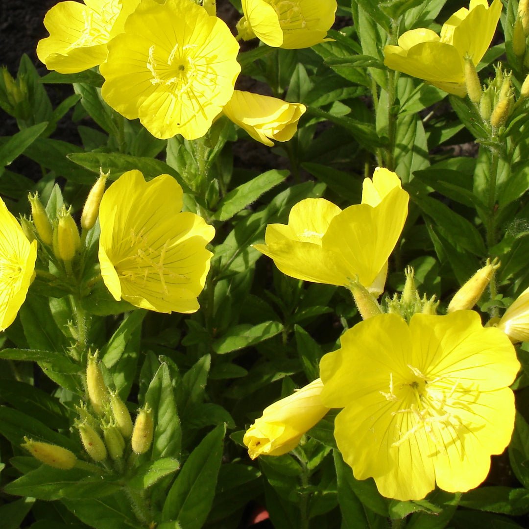 Oenothera Biennis
