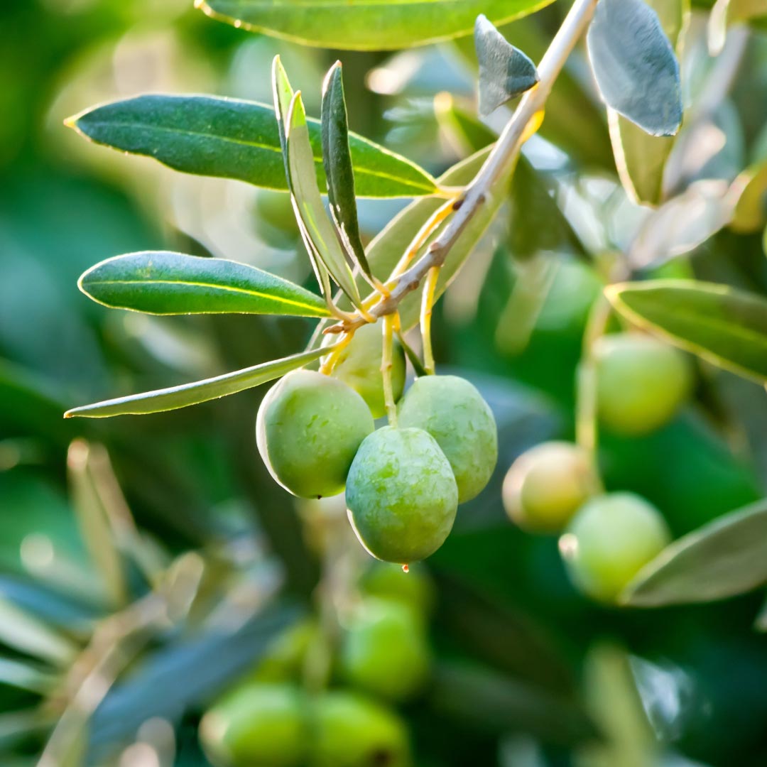 Olea europaea - Elliotti
