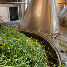 Essenciagua German Chamomile Organic Essential Oil, 2ml - Elliotti