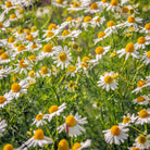 German Chamomile Organic Flowers - Elliotti