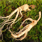 Bioptimal Ginseng Organic Infusion, 50g - Elliotti