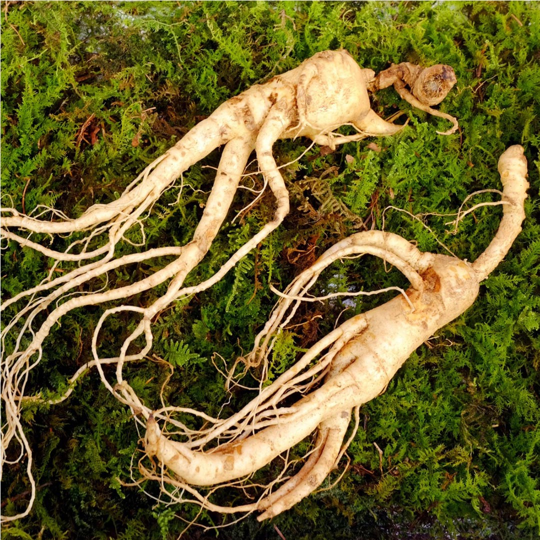 Ginseng roots on a green moss background