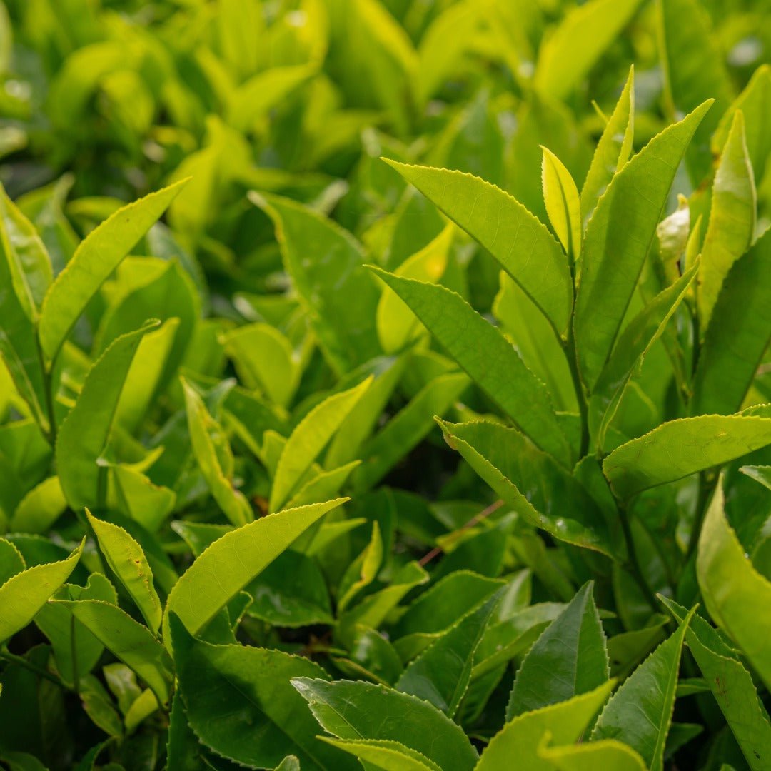 Bioptimal Green Tea Organic Infusion - Elliotti