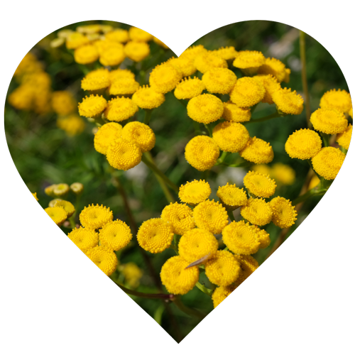 Helichrysum flowers the star of anti-aging - Elliotti