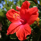 Bioptimal Hibiscus Organic Infusion - Elliotti