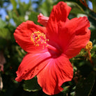 Bioptimal Hibiscus Organic Infusion - Elliotti