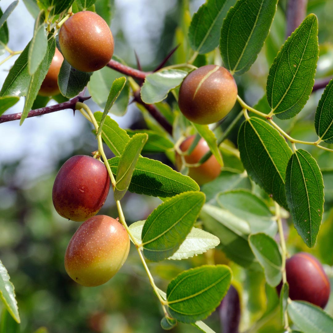 Distillerie Bel Air Jojoba Organic Oil, 50ml with pipette - Elliotti