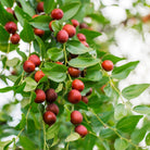 Simmondsia chinensis - Elliotti