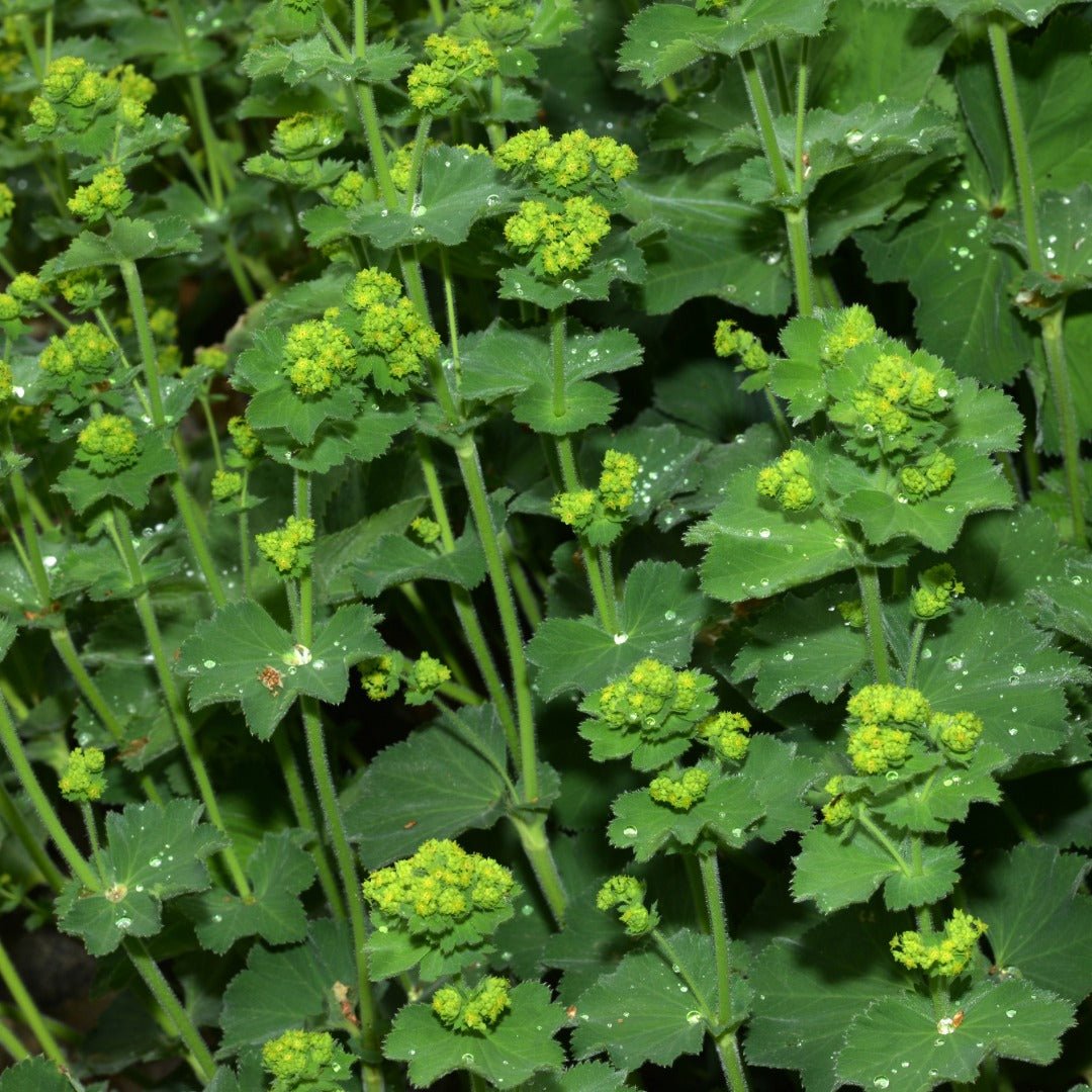 Herbiolys Lady’s Mantle Organic Fresh Extract, 50ml - Elliotti