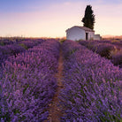 Distillerie Bel Air Lavender Organic Essential Oil Roll - on, 5ml - Elliotti