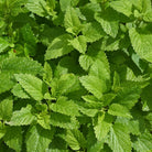 Herbiolys Lemon Balm (Melissa) Organic Fresh Extract, 50ml - Elliotti