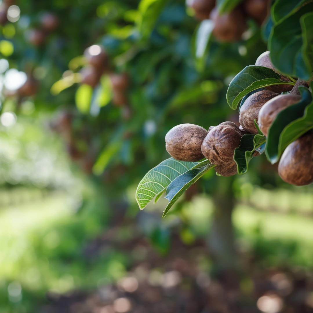 Macadamia Ternifolia - Elliotti