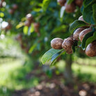 Macadamia Ternifolia - Elliotti