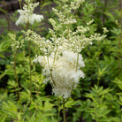 Bioptimal Meadowsweet Flower Organic Infusion - Elliotti