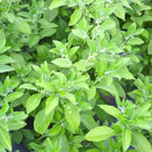 Adaptitude Organic Ashwagandha Extract, 50 ml - Elliotti