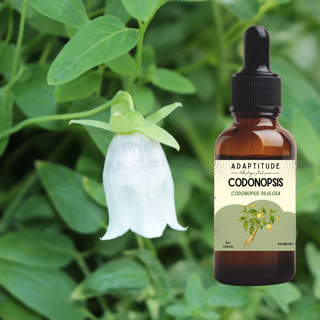 Adaptitude Organic Codonopsis Extract, 50 ml - Elliotti