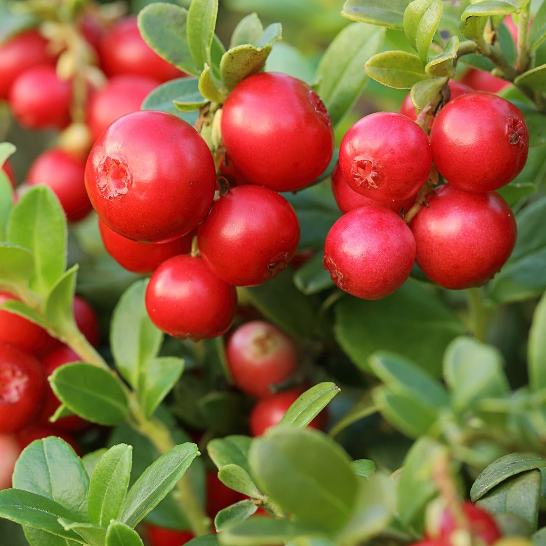 Bioptimal Organic Cranberry, 200 capsules - Elliotti