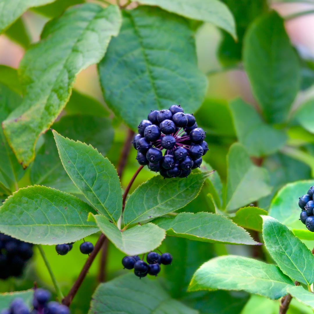 Adaptitude Organic Eleutherococcus (Siberian Ginseng) Extract, 50 ml - Elliotti