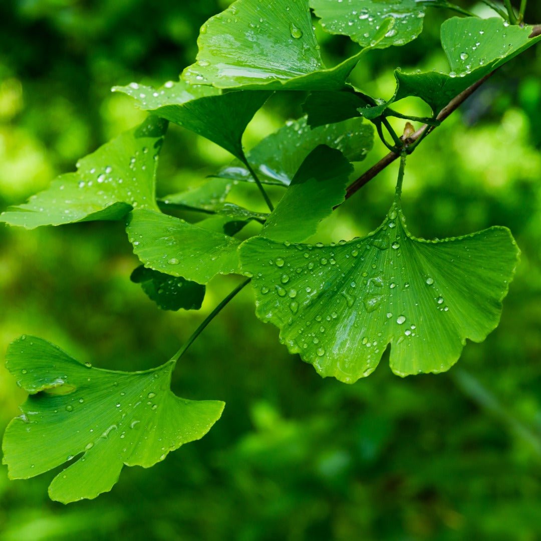 Bioptimal Organic Ginkgo Biloba, 200 capsules - Elliotti