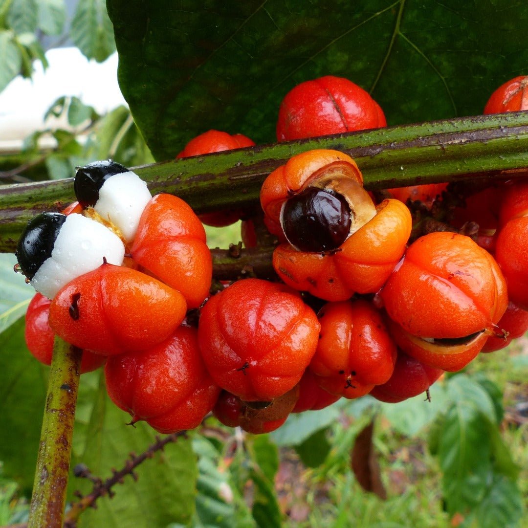 Bioptimal Organic Guarana 200 Capsules - Elliotti