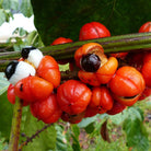 Bioptimal Organic Guarana 200 Capsules - Elliotti