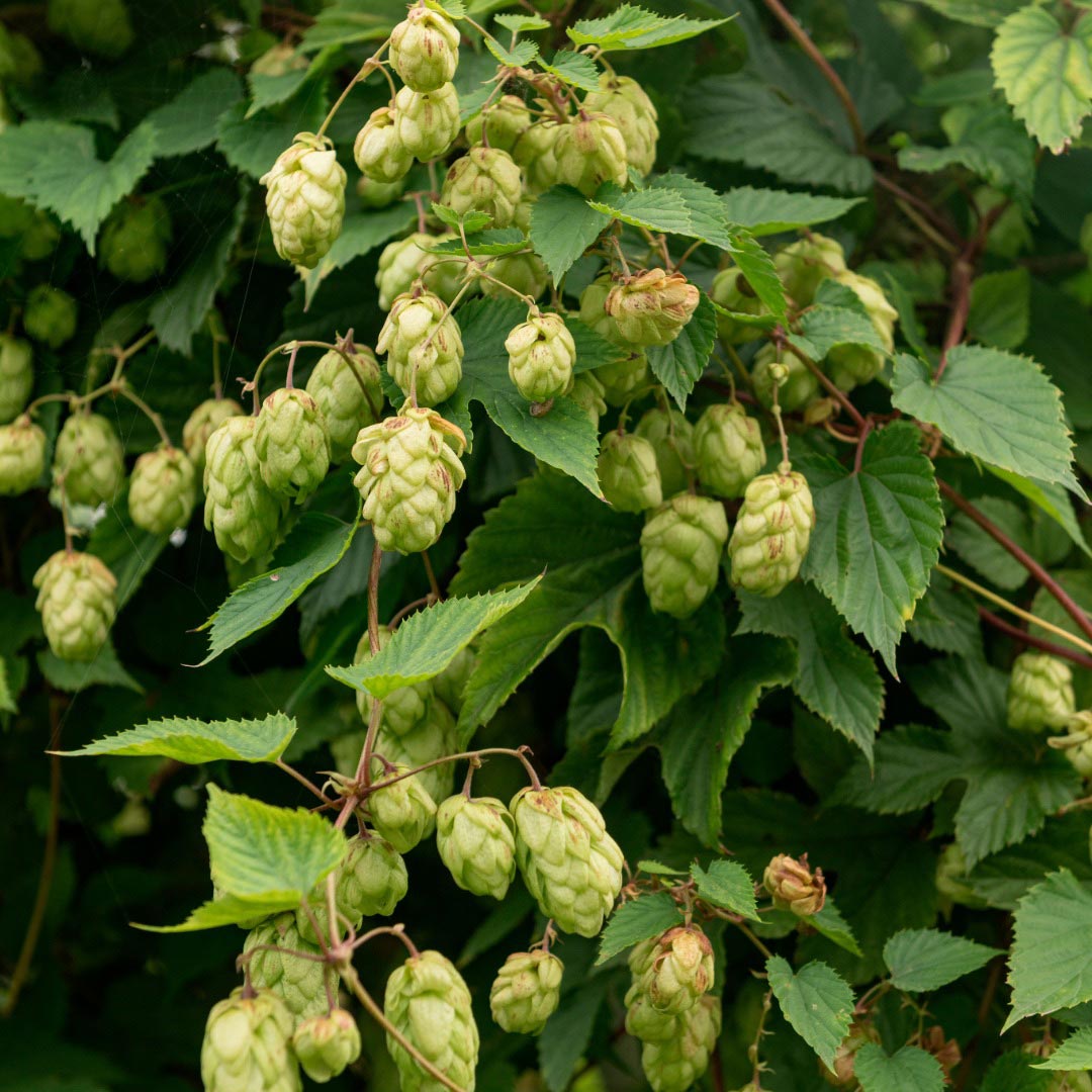 A beautiful Hops tree - Elliotti