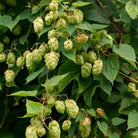 A beautiful Hops tree - Elliotti