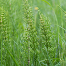 Bioptimal Organic Horsetail, 60 capsules - Elliotti