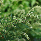 Bioptimal Organic Mugwort, 200 Capsules - Elliotti