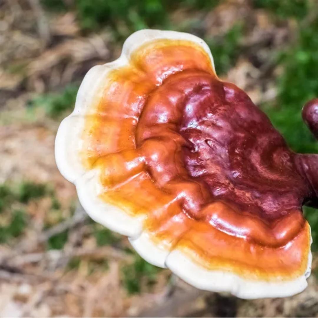 Adaptitude Organic Reishi Extract - Mushroom of Immortality, 50 ml - Elliotti