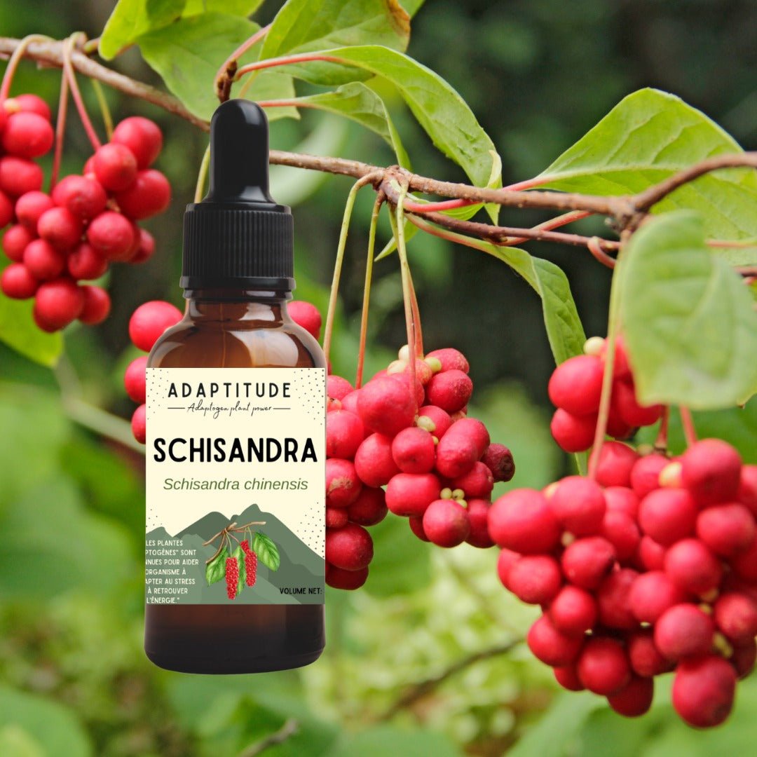 Adaptitude Organic Schisandra Extract, 50 ml - Elliotti