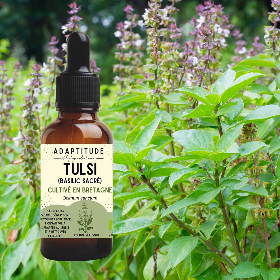 Adaptitude Organic Tulsi Extract - Holy Basil, 50 ml - Elliotti