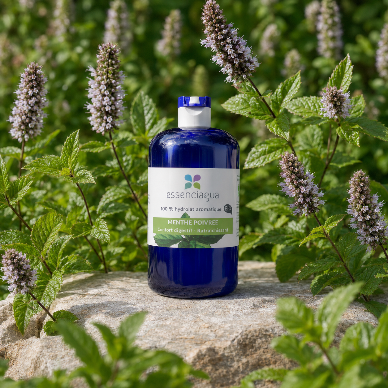 A bottle of essenciaguas peppermint organic hydrosol, placed on a stone surrounded by mint plants in a garden setting.