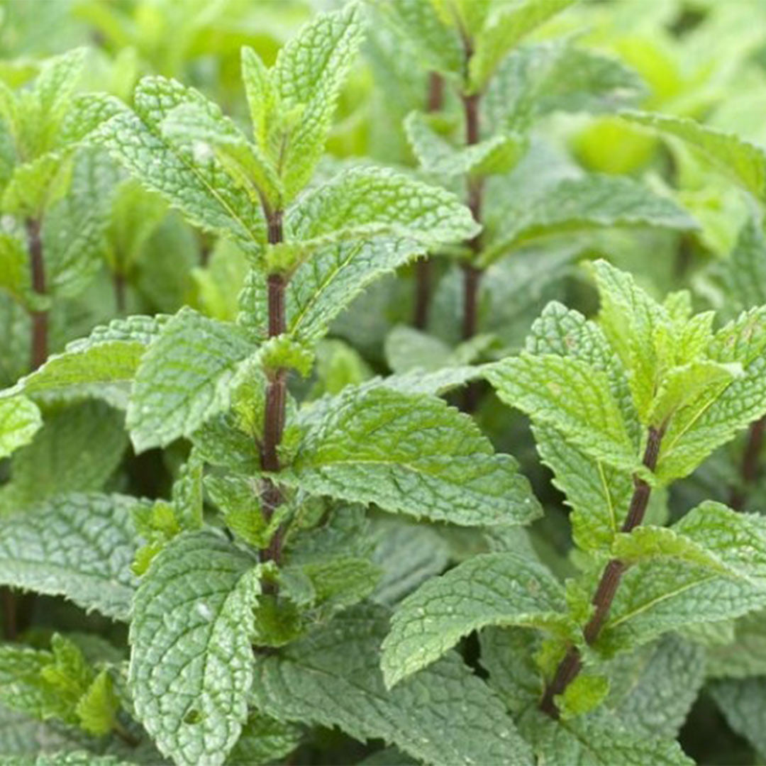 Close-up of fresh mint leaves (Mentha piperita) with serrated green foliage and reddish-purple stems growing densely.