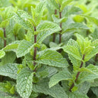 Close-up of fresh mint leaves (Mentha piperita) with serrated green foliage and reddish-purple stems growing densely.