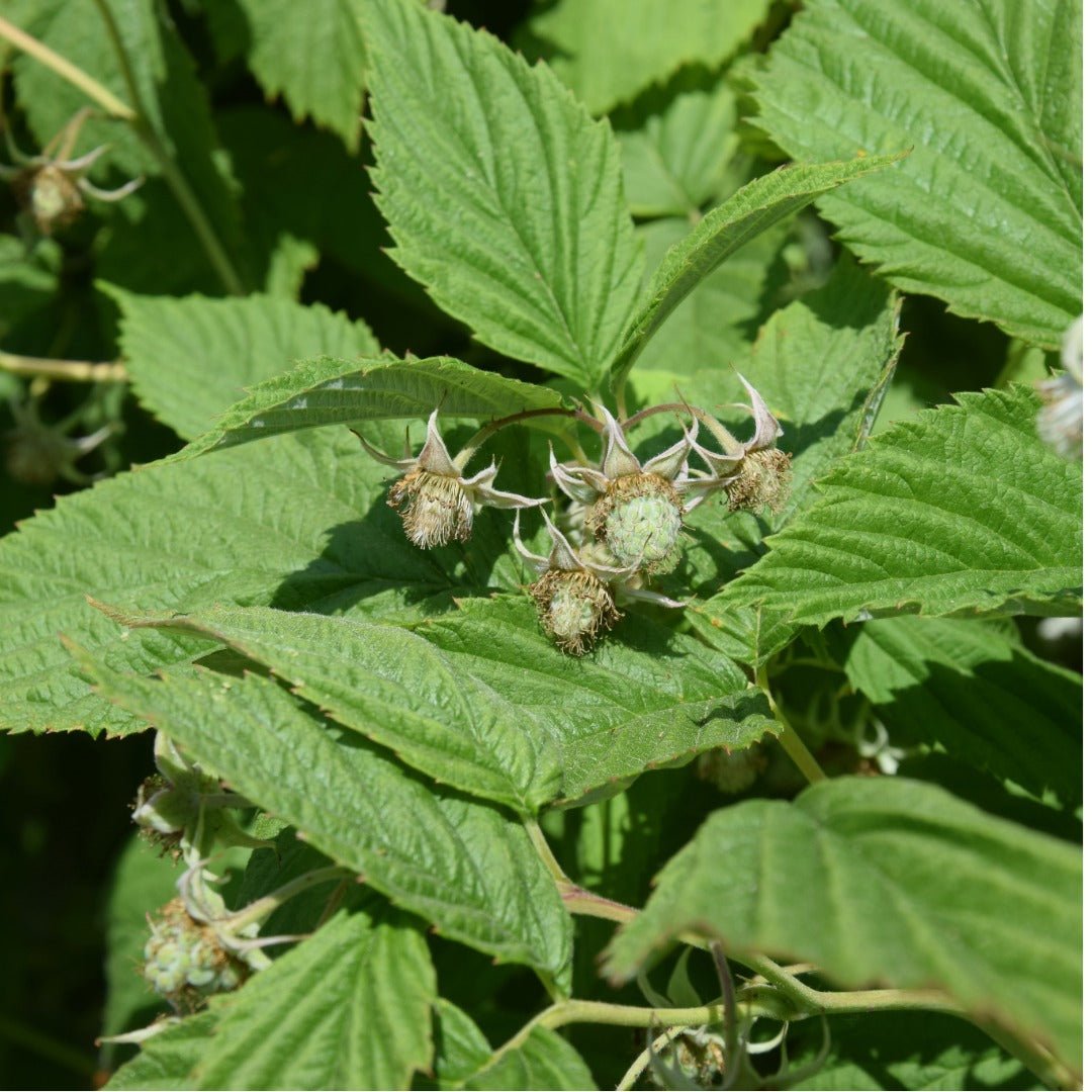 Bioptimal Raspberry Leaf Organic Infusion - Elliotti