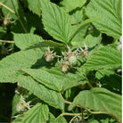 Bioptimal Raspberry Leaf Organic Infusion - Elliotti