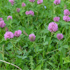 Herbiolys Red Clover - Organic Fresh Extract, 50ml - Elliotti