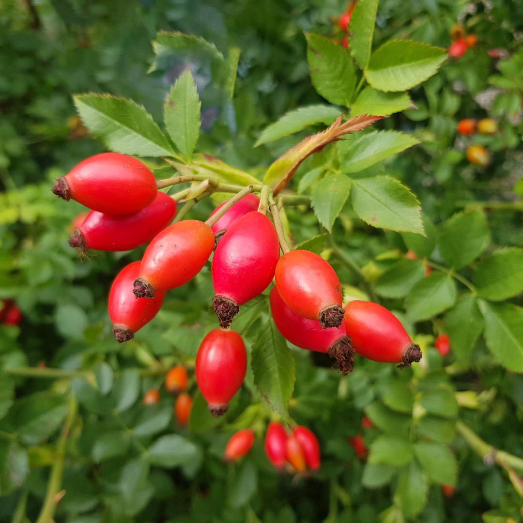 Rosa rubiginosa - Elliotti
