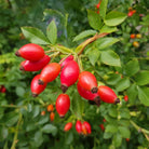 Rosa rubiginosa - Elliotti