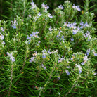 Propos'Nature Rosemary Cineole Organic Essential Oil, 10 ml - Elliotti